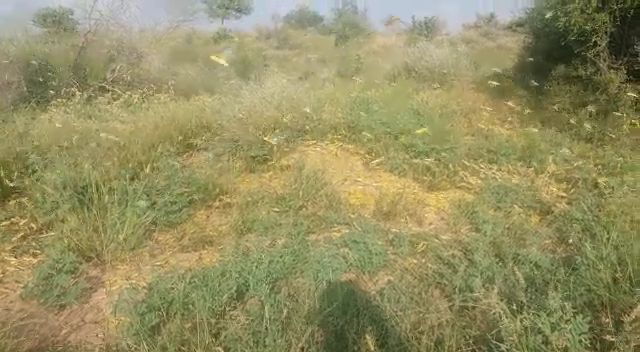 ٿر ۾ به ماڪڙ جو فصلن تي حملو آبادگار پريشان
