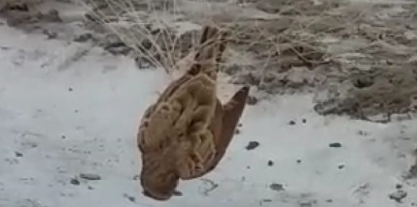 ٻٽيرا ۽ سيڪس، مهمان پکين جو غيرقانوني شڪار شروع