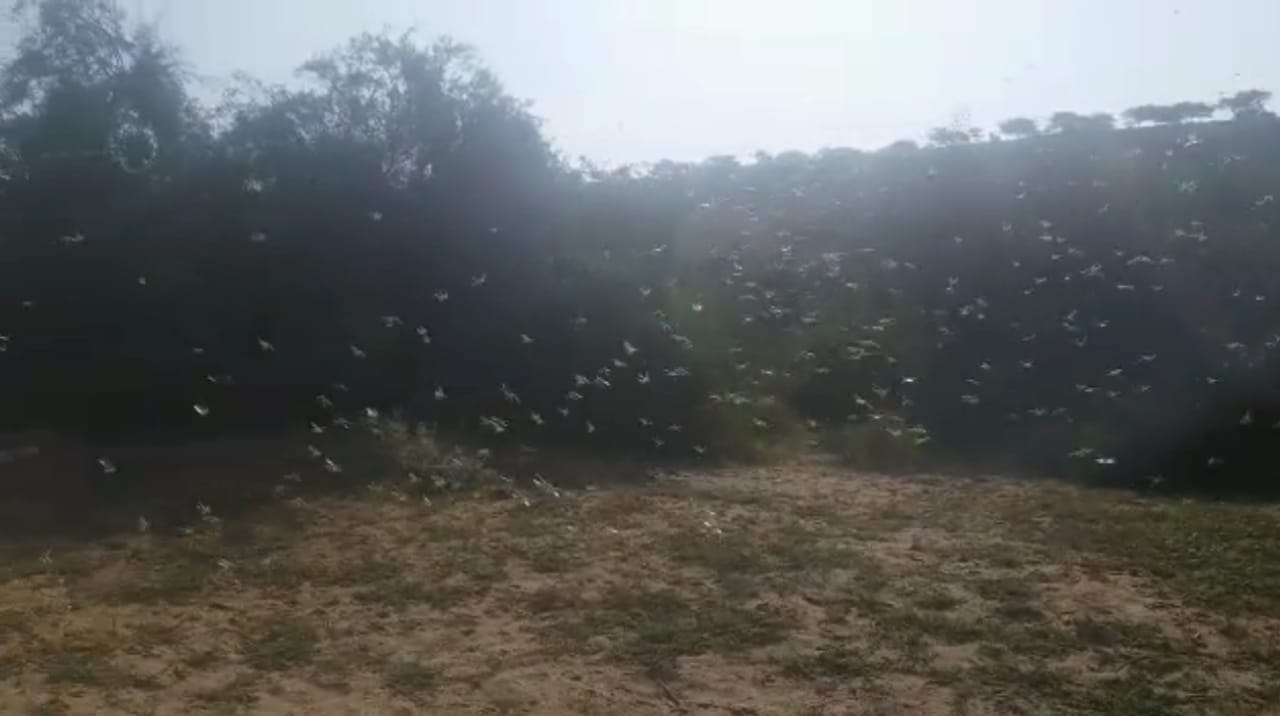 ڏيپلو ۽ جاتي ۾ ماڪڙ جو حملو، ترت تدارڪ جي اپيل
