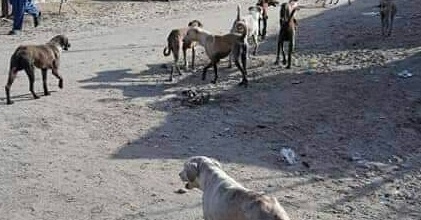 ڪتن ۽ ماڪڙ لاء ويگو گاڏيون ضروري آھن ڇا