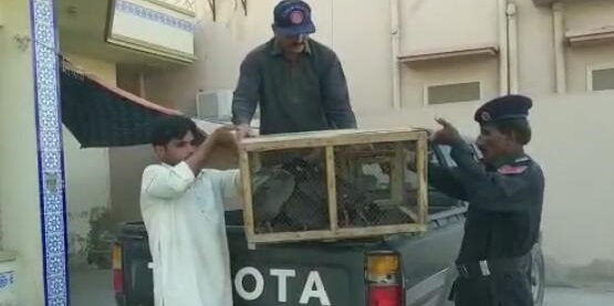 آڙين جو غيرقانوني شڪار 2 جوابدار جيل حوالي 31 پکي هٿ