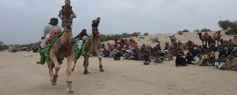 اُٺن جي ڊوڙ، سڄي سنڌ مان ڀلوڙ اُٺ ميدان تي لٿل