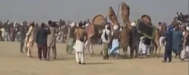اُٺن جي ڊوڙ جو مقابلو، چئني صوبن جا اُٺ ميدان تي لٿل