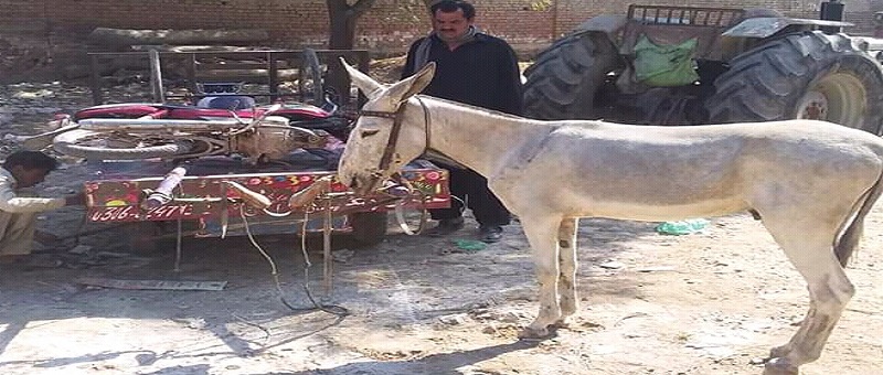 گڏهن جي گوءِ، 8 پنجاب واسي جواري گرفتار، ڪيس داخل