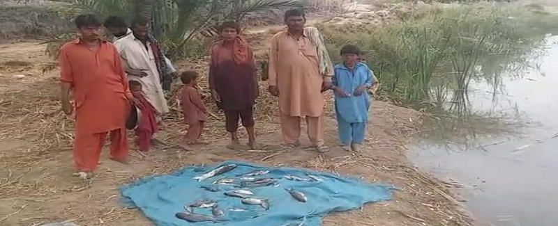 شرپسندن مڇي جي تلاءَ ۾ زهر اڇلائي ڇڏي، پورهيت جي اپيل