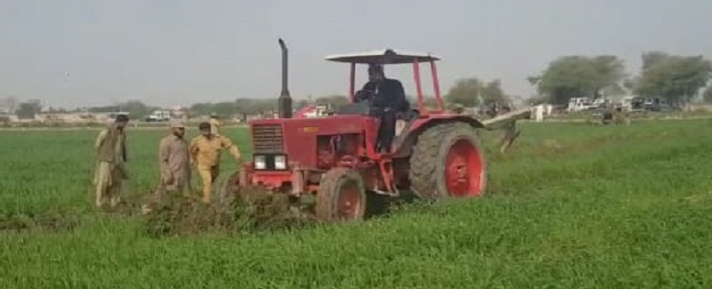 ٻيلي جي ٻني ۾ پوکيل ڪڻڪ جو تيار فصل پٽجي ويو
