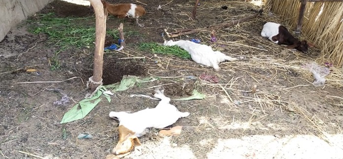 بيماري سبب 6 ٻڪريون مري ويون، ڊاڪٽر گم