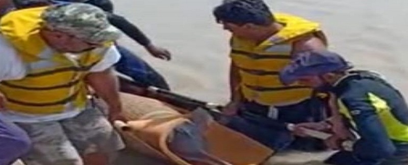 ڦاٿل انڌي ٻلهڻ ريسڪيو بعد وائلڊ لائف پاران سنڌو حوالي