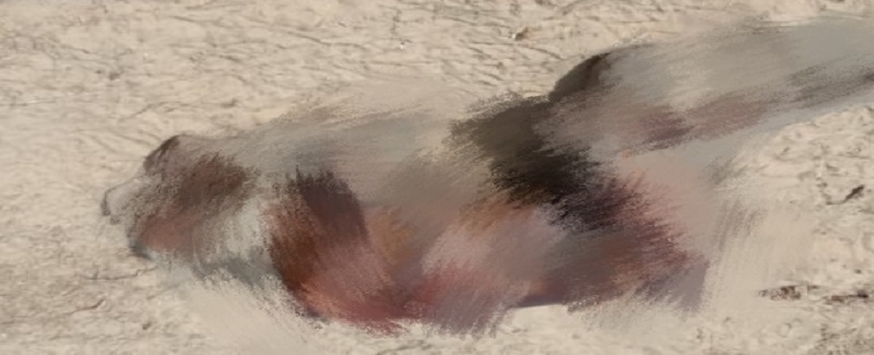 پنجاب واسي نامعلوم شخص جو ٿر مان لاش هٿ