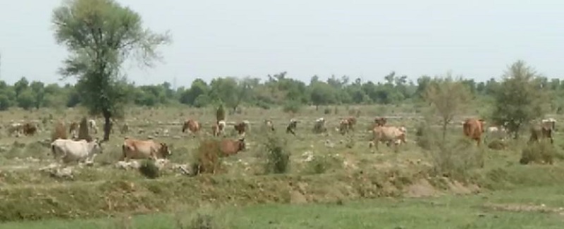 ٻيلي ۾ واڍي جاري، چوپايو مال بند نه ٿيو، نوان پوکيل وڻ تباهه