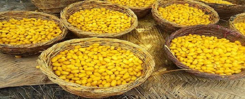 کجيون پچي ويون، ڏنگ ڏوڪا، لوڻيون کارڪون عام جام