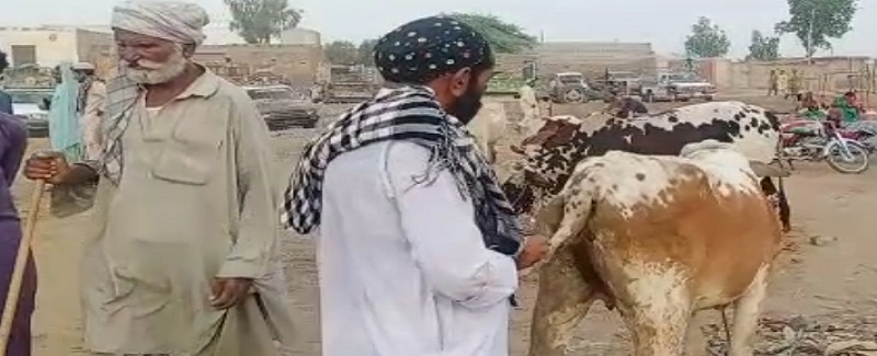 مال پڙي کلي وئي، غير قانوني ٽيڪس جي اوڳاڙي شروع