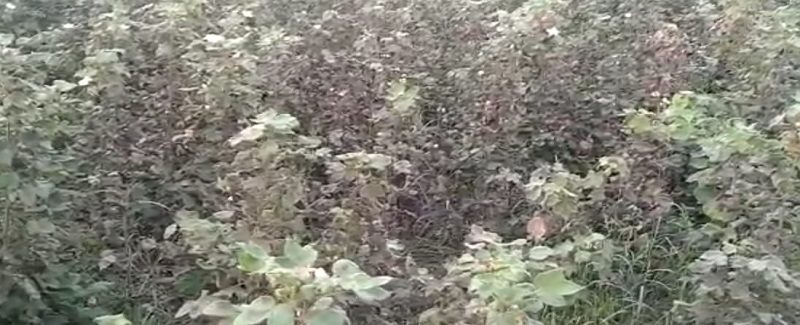 نقلي زرعي دوائن سبب ڦٽين جو فصل تباهه، خرچ ڳچي ۾!