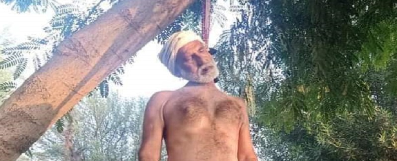 پيرسن وڻ ۾ رسو ٻڌي ڦاهو کائي ڇڏيو