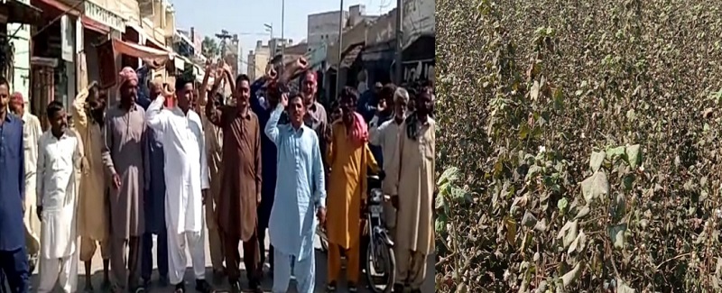 نقلي زرعي دوائن ۽ ٻج سبب فصل تباهه، احتجاج