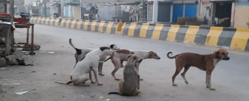 رولو ڪتن جو آزار، انتظاميه بي پرواهه ، شهري پريشان