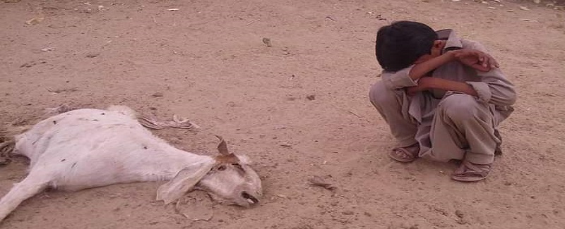 ٿڌ ۾ واڌ سبب مال ۾ بيماري، ڪيترائي ڍور مري ويا