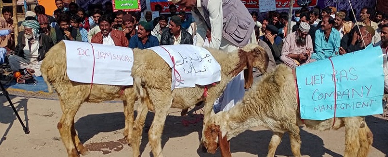 مانجهند کي گئس ڏيو رڍن اڳيان رباب وڄائي انوکو احتجاج
