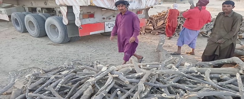 کبڙ جي واڍي تيزي سان جاري علائقي جي سونهن ختم ٿي وئي