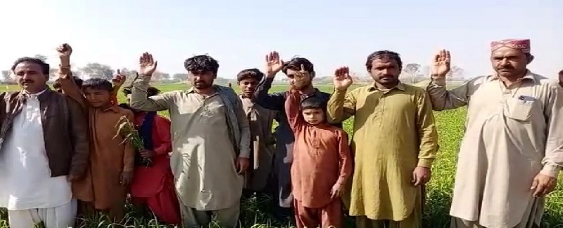 نقلي زرعي دوا جي استعمال سبب ڪڻڪ جو فصل تباهه