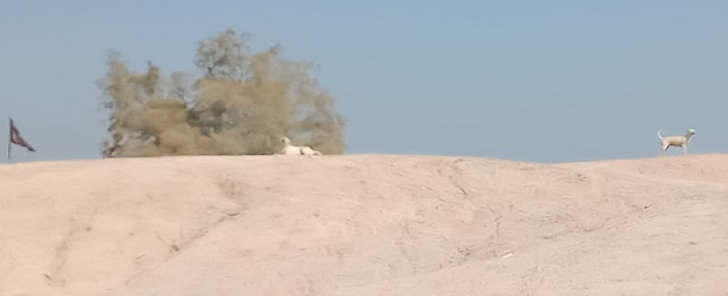 چانهون جو دڙو انتظامي بي ڌياني سبب ميسارجڻ لڳو