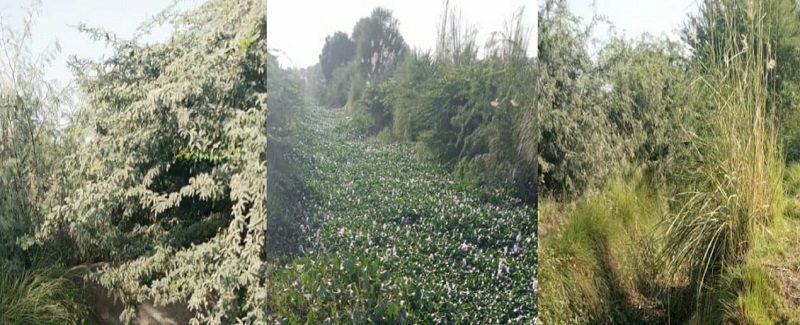 سجاول جي 10 کان وڌيڪ واهن ۾ پاڻي جي کوٽ، فصل تباهه