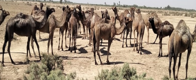 مناسب خوراڪ نه ملڻ ڪري اٺن جو نسل گهٽجڻ لڳو