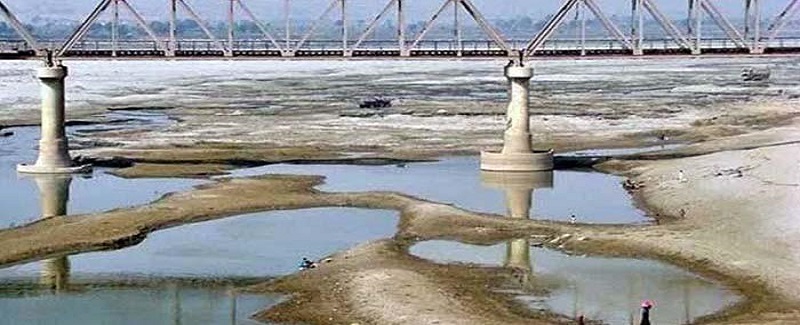سنڌ ۾ چانورن ۽ ڪپهه جي پوکائي خطري ۾