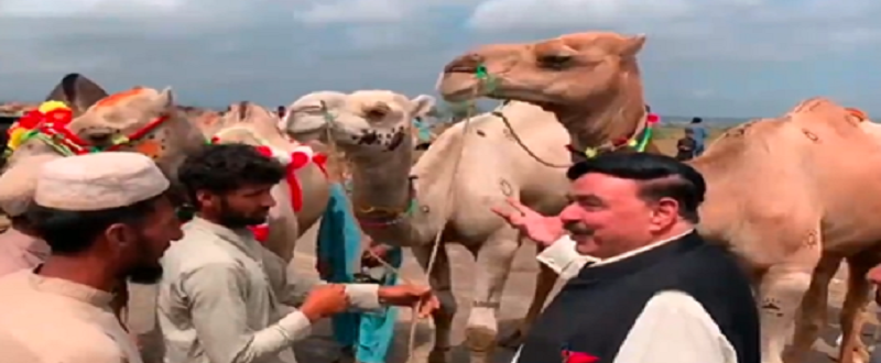 شيخ رشيد قرباني لاءِ 3 اُٺ خريد ڪري ورتا
