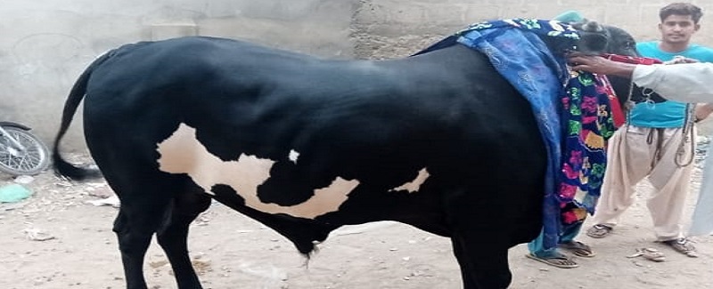 30 مڻ وزن وارو سلطان قرباني لاءِ تيار