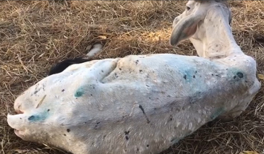 ٿر جو ڳائو مال بدين پهچي ويو، لمپي اسڪن عام جام