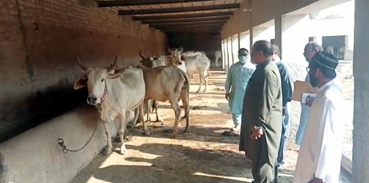 ٽنڊو محمد خان ۾ لمپي بيماري پکڙجي وئي،ضلعي انتظاميه خاموش