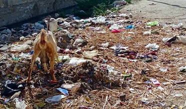 ٽائون ڪميٽي جي پئسن ۾ گھپلو،بئنڪ اڪائونٽ خالي