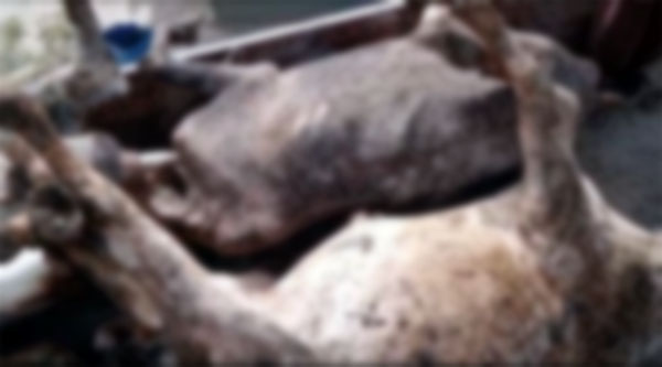 پورهيت جي واڙي کي باهه 11 ڳئون ۽  5 مينھون سڙي ويون