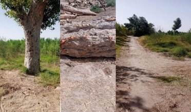 رات جي اوندهي ۾ ٻيلي مان وڻن جي واڍ،مختلف هنڌ تي وڪرو،کاتو خاموش
