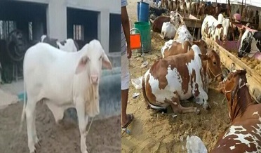 ايشيا جي وڏي مال پڙي ۾ جانور ملڪ جي ڪنڊ ڪڙڇ مان اچڻ شروع