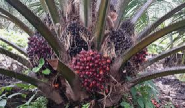 ٺٽي ۾ هزار ايڪڙ تي پام آئل ٽري لڳائڻ جو فيصلو