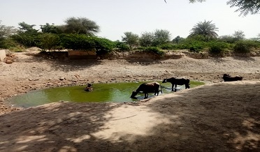 پاڻي جي کوٽ، زرعي زمينون بنجر ٿيڻ لڳيون،جانور مرڻ لڳا