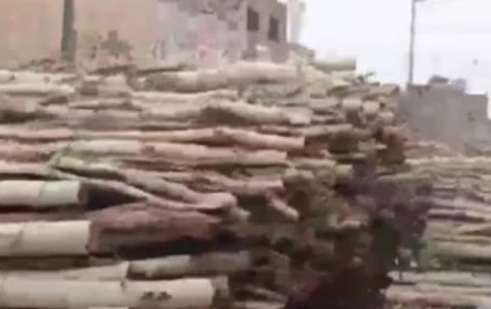 ٻيلي مان وڻن جي واڍي بند نه ٿي، بالا آفيسر  خاموش