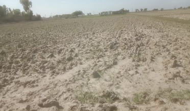 کرڙو شاخ ۾ پاڻي جي سخت کوٽ،سوين ايڪڙ سڙي ويا