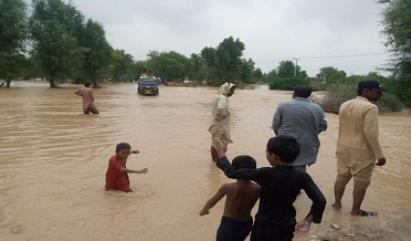 نئين گاج  سميت 8 کان وڌيڪ نئيون وھي آيون،ڳوٺاڻا پريشان