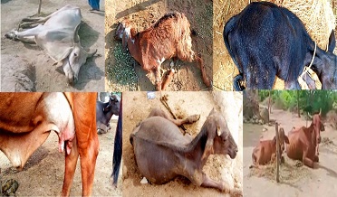 سنڌ جو چوپايومال مرڻ لڳو،2 سئو ڍور مري ويا،انتظاميه خاموش