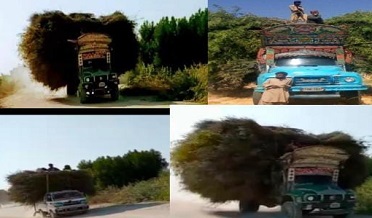 ڪوھستاني پٽي تي بيٺل ناياب وڻن جي غيرقانوني واڍي جاري،انتظاميه خاموش
