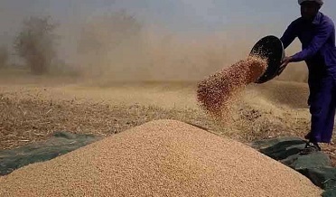 بلوچستان ۾ ڪڻڪ جي کوٽ جو خدشو