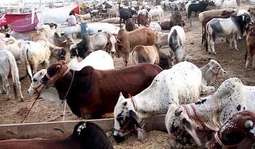 سنڌ ۾ مخصوص هنڌن کان سواءِ پڙيون لڳائڻ تي پابندي