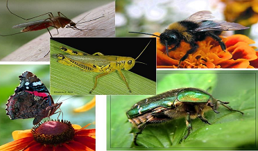Insects research