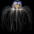 Immortal Jelly Fish and transform its impact in humans