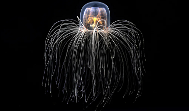 Immortal Jelly Fish and transform its impact in humans