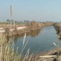 Punjab's chemical mixed drain water to Sindh